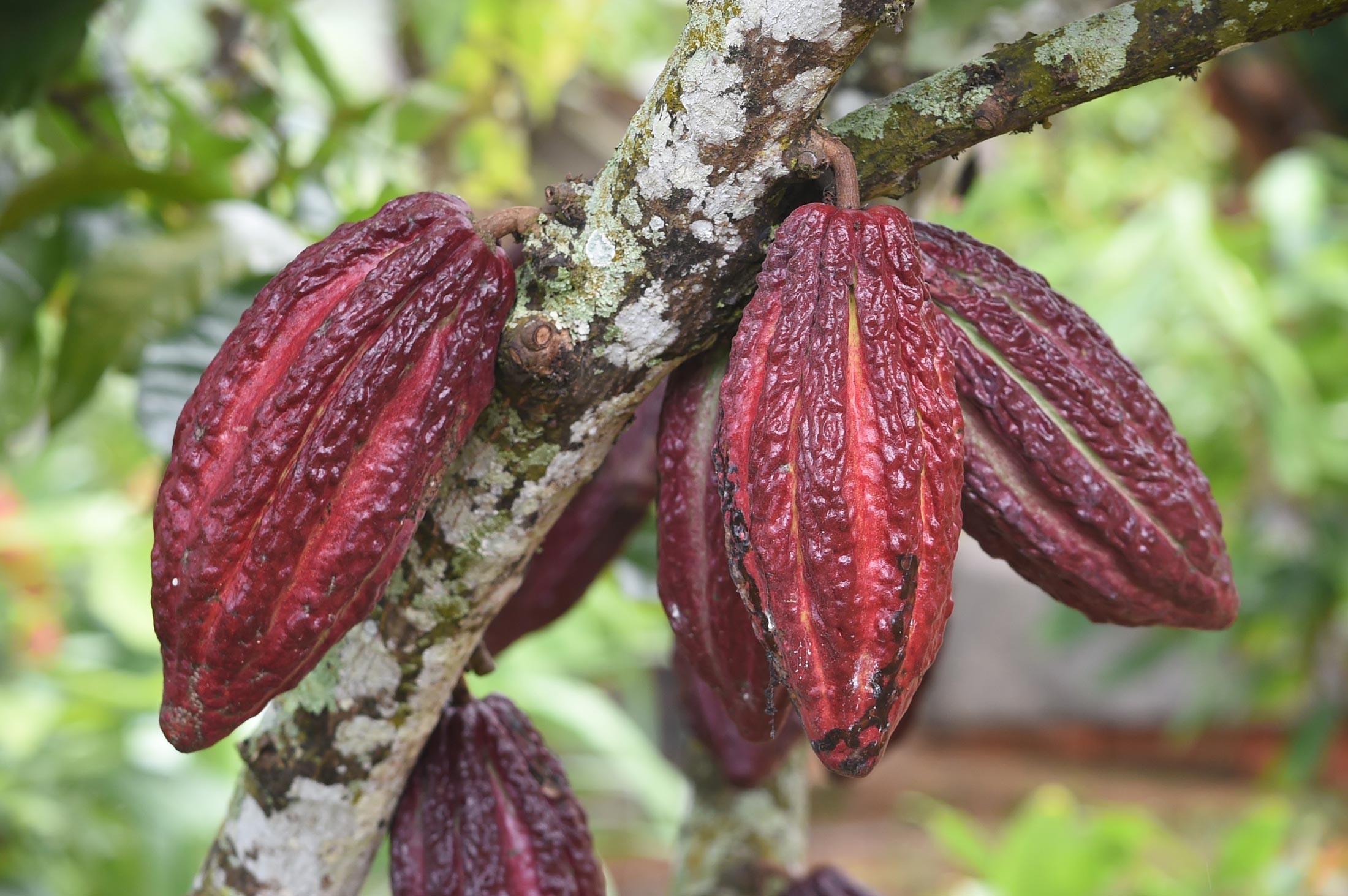 Mazorcas maduras de cacao creciendo sobre el tronco de un árbol