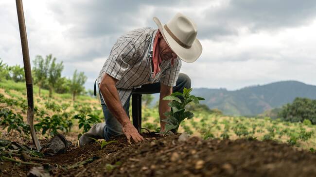 Productor rural sembrando una planta joven en una parcela agrícola